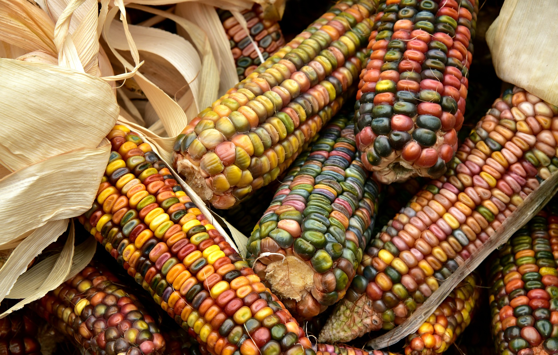maize