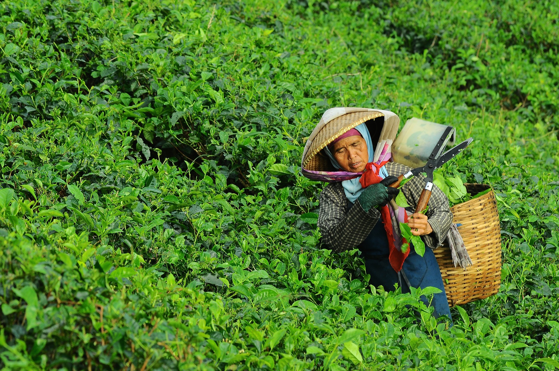 agriculture