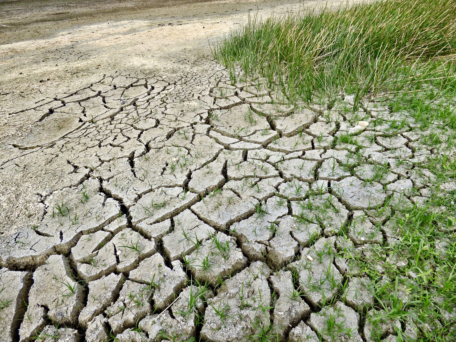 agriculture